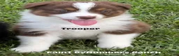 Australian Shepherd dogs for sale: Trooper - Ad 1