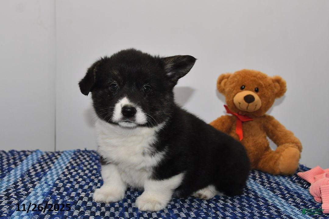 Welsh Corgi Pembroke dogs for sale: Maisy - Ad 4