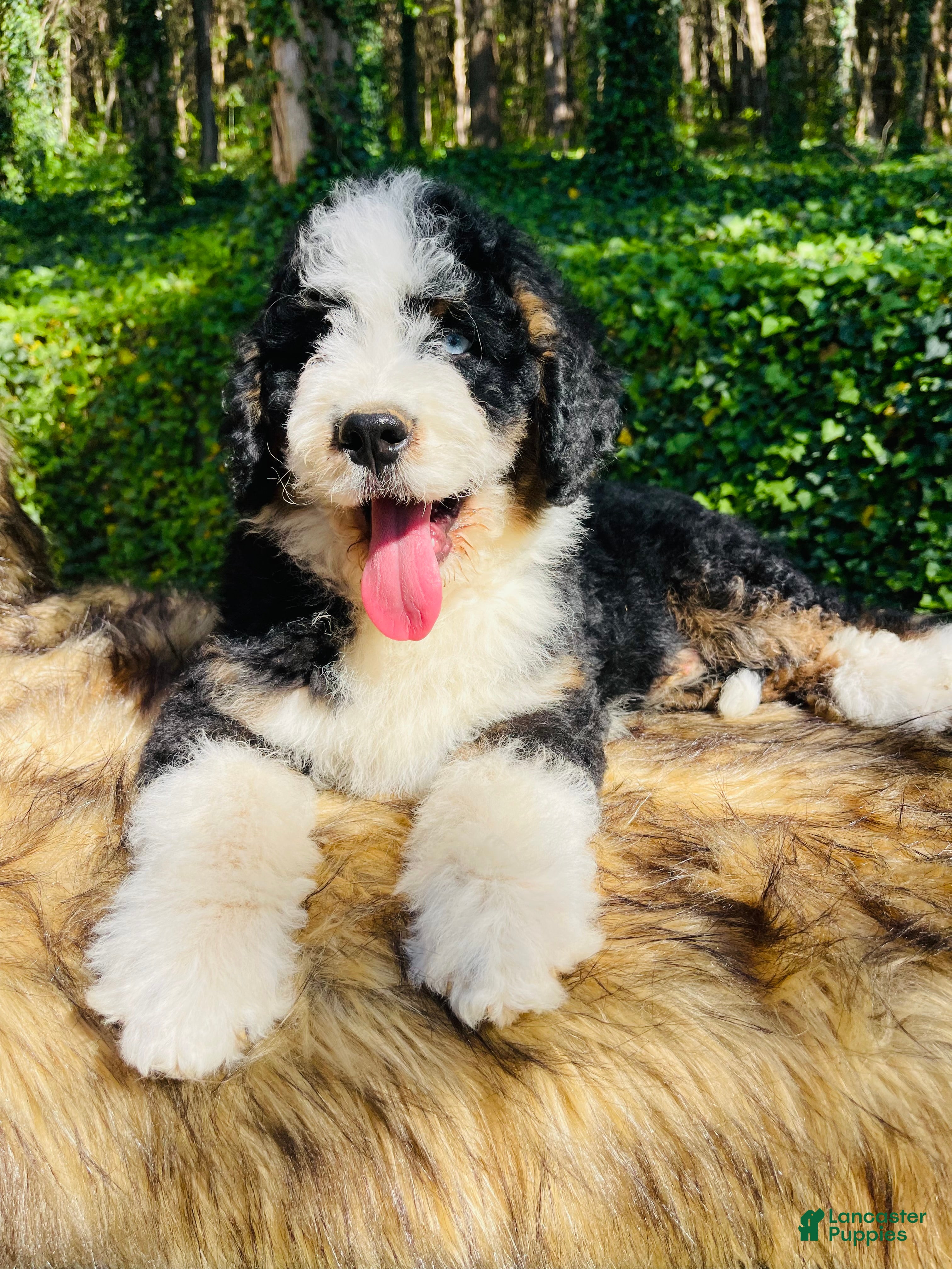 Bernedoodle dogs Bernedoodle “Ozzy” blue eye - Ad 37