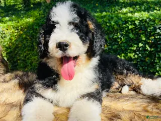Bernedoodle dogs Bernedoodle “Ozzy” blue eye - Ad 37