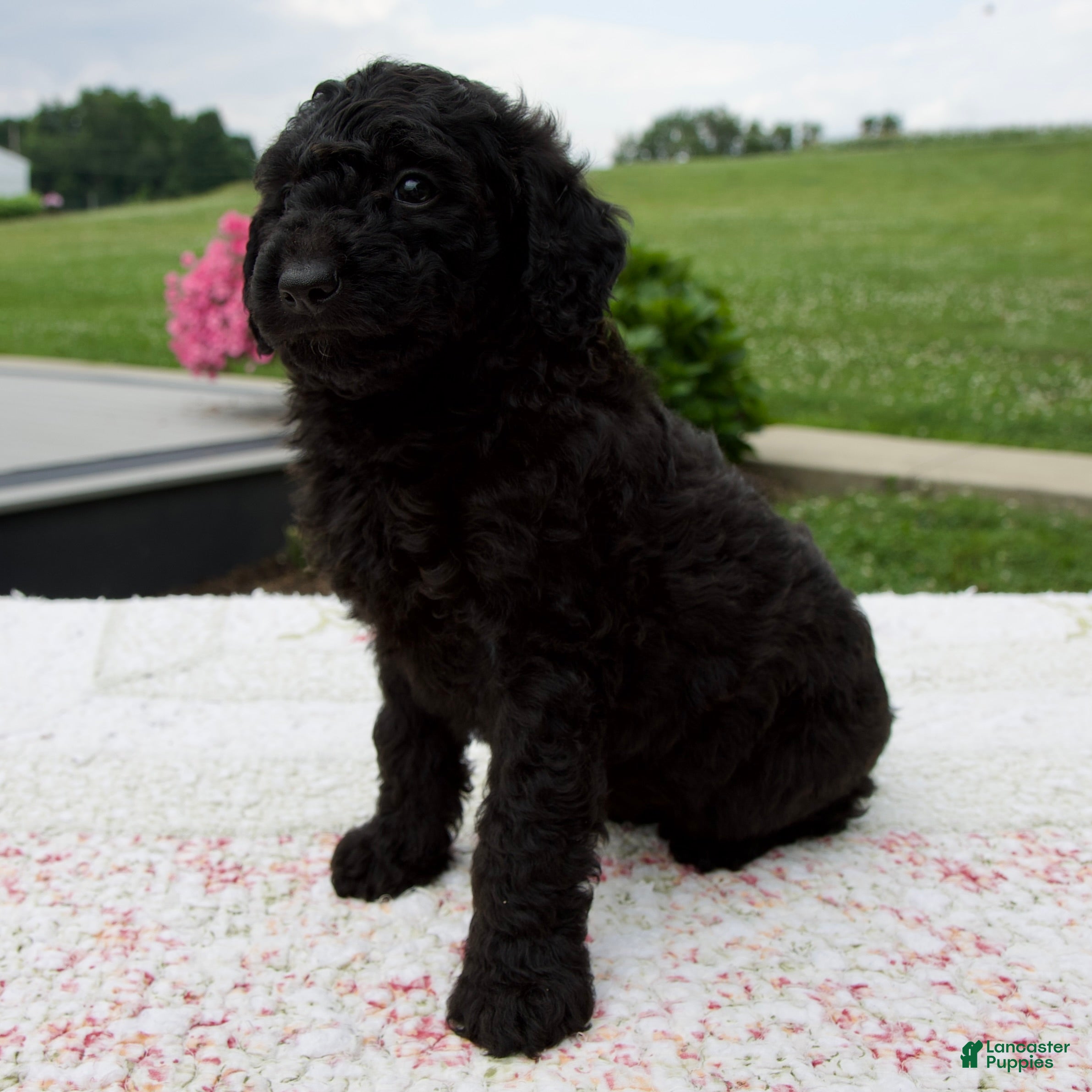Aussiedoodle dogs Ace - Ad 2