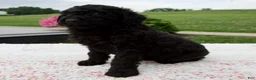 Aussiedoodle dogs for sale: Ace - Ad 2
