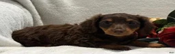Miniature Dachshund dogs for sale: Polly - Ad 7