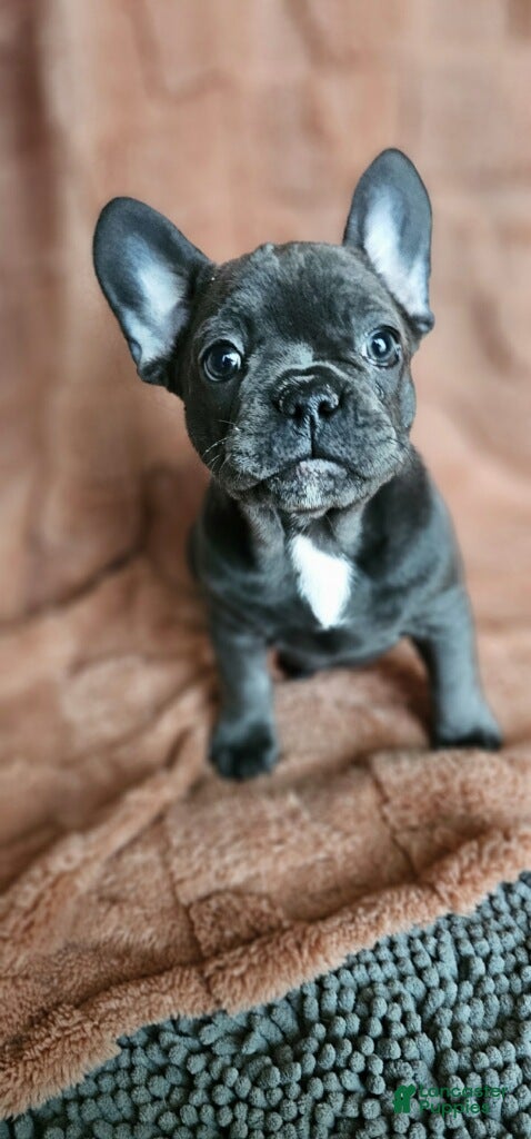 French Bulldog dogs French Bulldog Puppy 4 - Ad 25