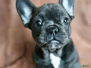French Bulldog dogs French Bulldog Puppy 4 - Ad 25