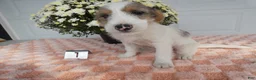 Mixed Breed dogs for sale: Mixed Breed 1 Max - Ad 3