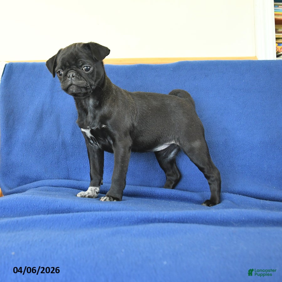 Pug dogs Jenny - Ad 1