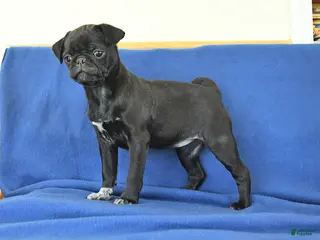 Pug dogs for sale: Jenny - Ad 1