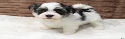 Havanese dogs for sale: Daisy - Ad 1