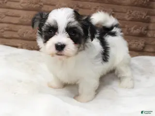 Havanese dogs Daisy - Ad 29