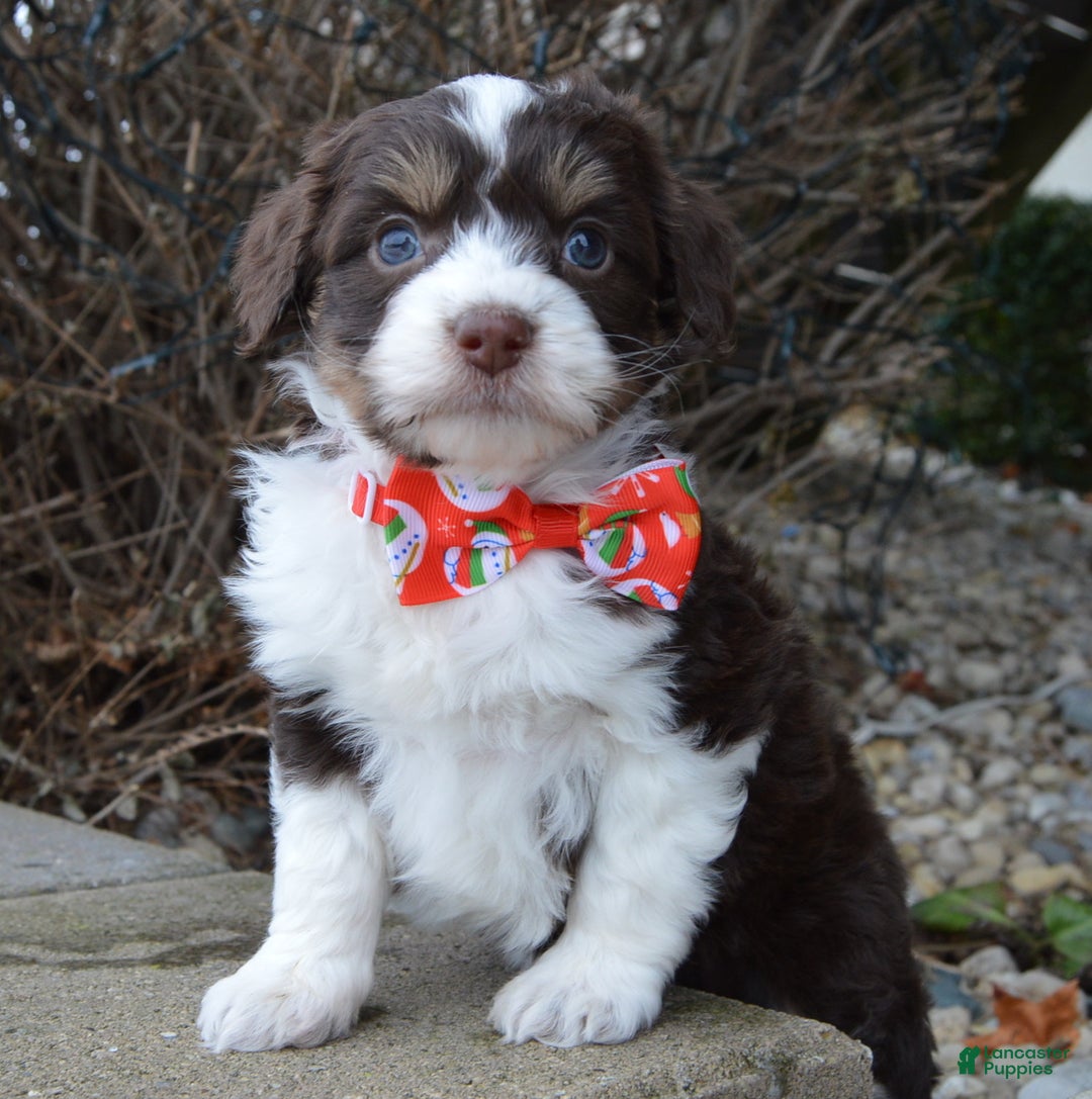 Mini Aussiedoodle dogs for sale: Toy Autumn - Ad 11