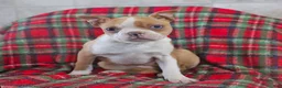 Boston Terrier dogs for sale: Iris - Ad 2