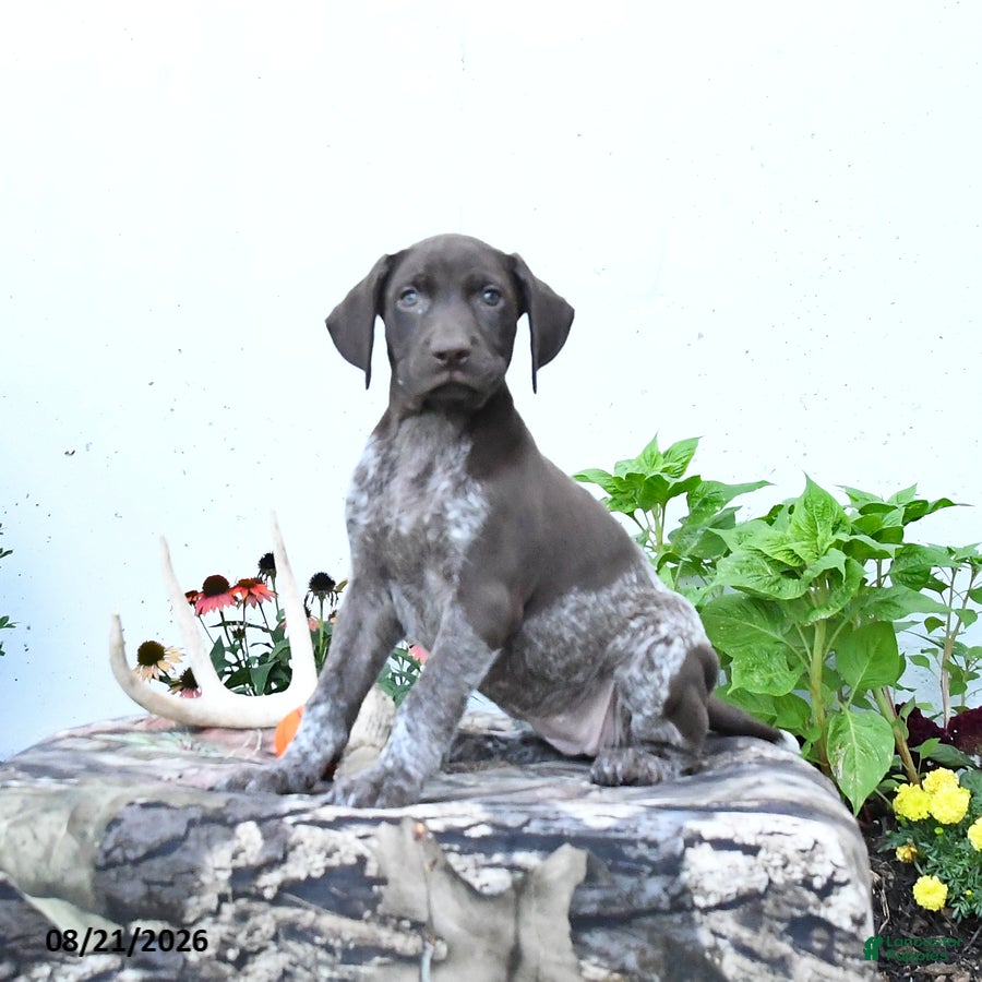 German Shorthaired Pointer dogs Diamond - Ad 2
