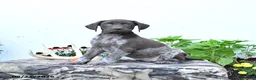 German Shorthaired Pointer dogs for sale: Diamond - Ad 2
