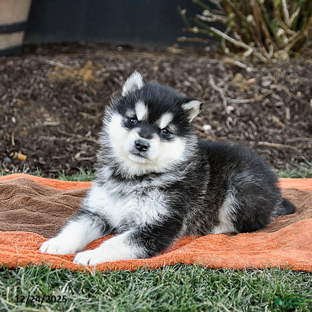 Alaskan Malamute dogs for sale: Jasmine - Ad 5