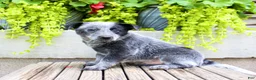 Australian Cattle Dog dogs for sale: Sally - Ad 6