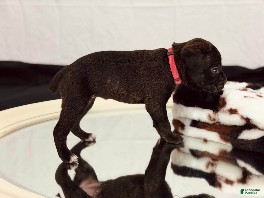 Cane Corso dogs for sale: Artemis  - Ad 5