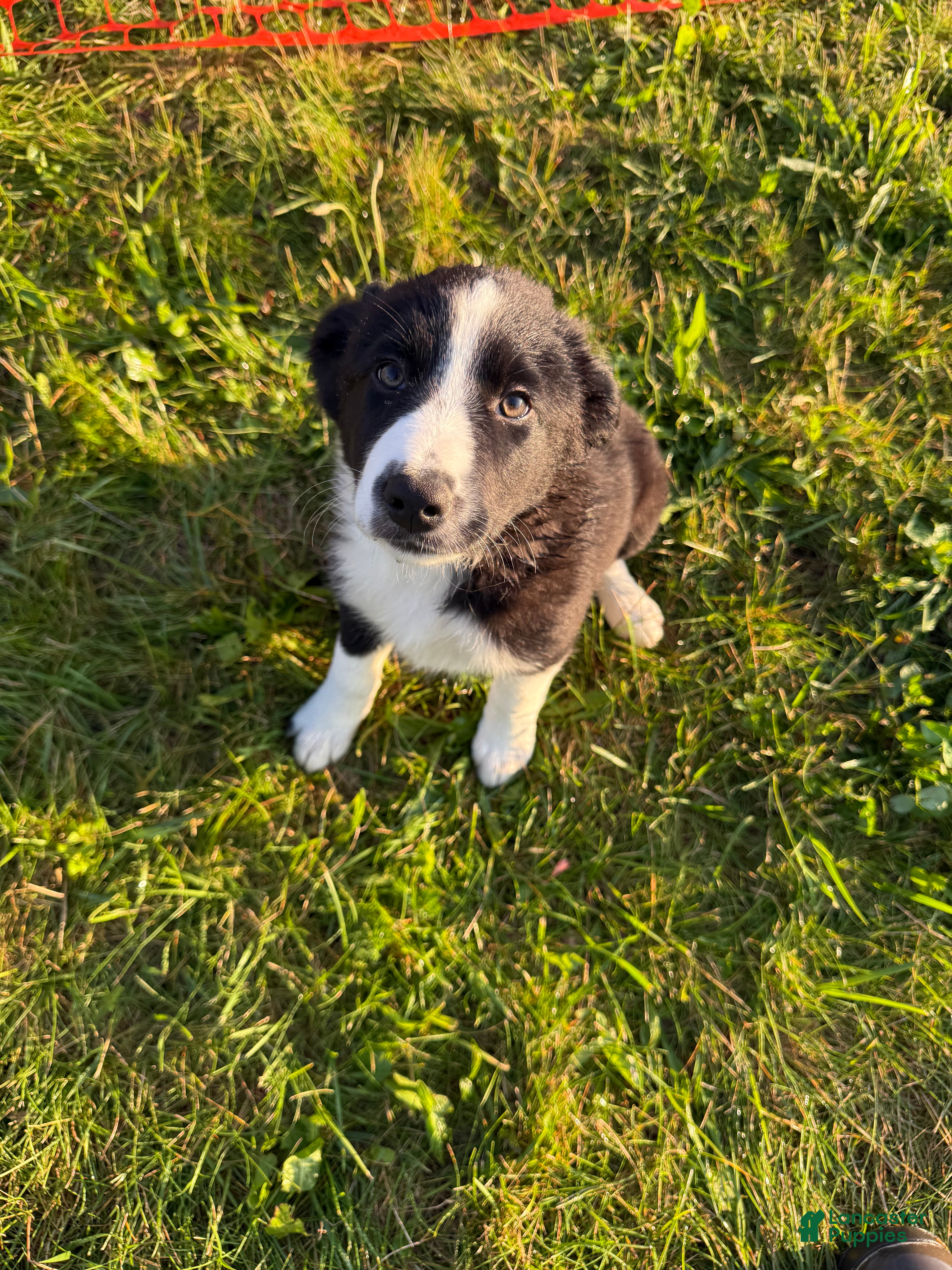 Border Collie dogs Stripe  - Ad 3
