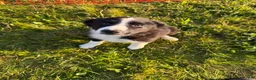 Border Collie dogs for sale: Stripe  - Ad 2