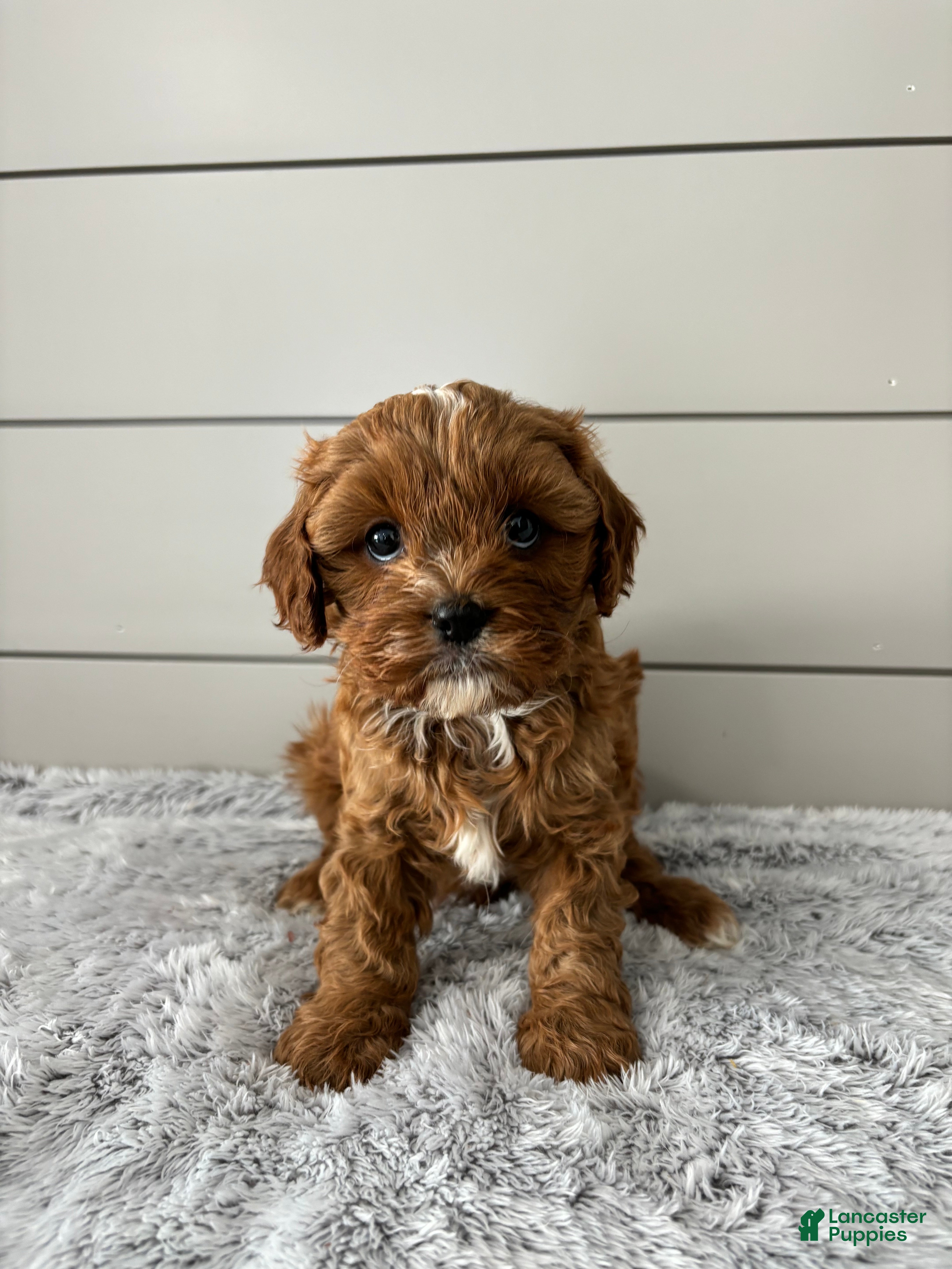 Cavapoo dogs Bailey  - Ad 2