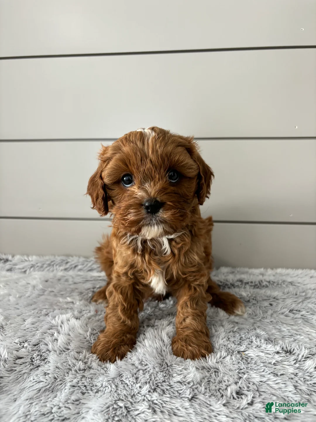 Cavapoo dogs for sale: Bailey  - Ad 2