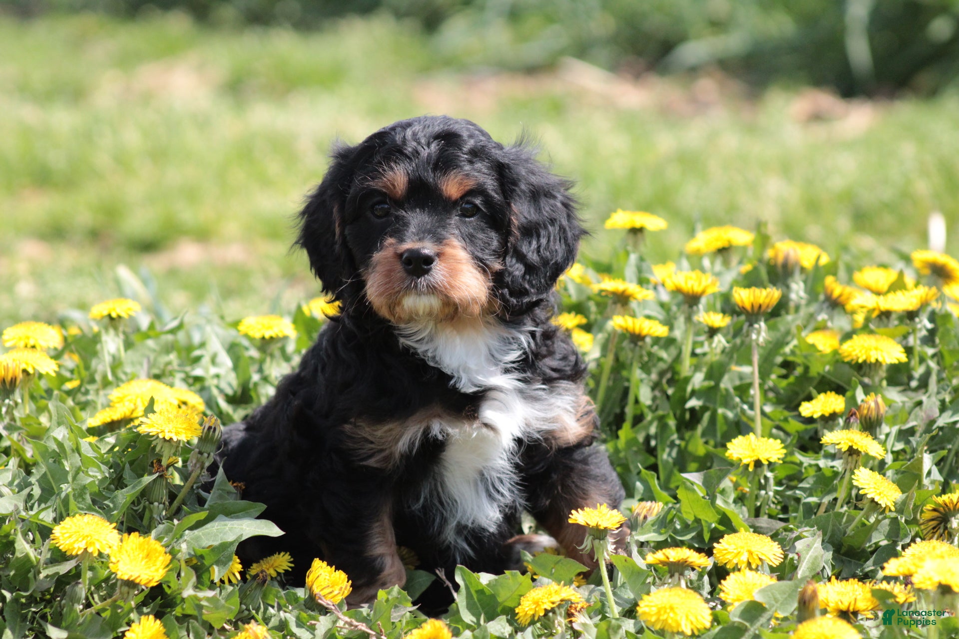 Cavapoo dogs Chucky - Ad 1