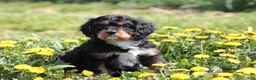 Cavapoo dogs for sale: Chucky - Ad 1