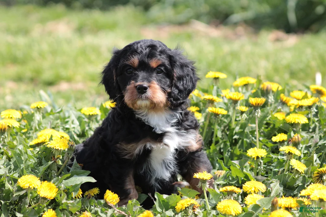 Cavapoo dogs for sale: Chucky - Ad 1