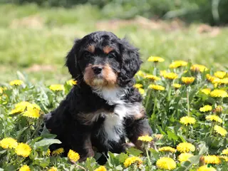 Cavapoo dogs for sale: Chucky - Ad 3