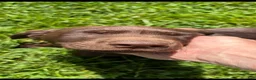 Labrador Retriever dogs for sale: Labrador Retriever 1 - Ad 10
