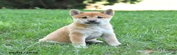 Shiba Inu dogs for sale: Gizmo - Ad 3