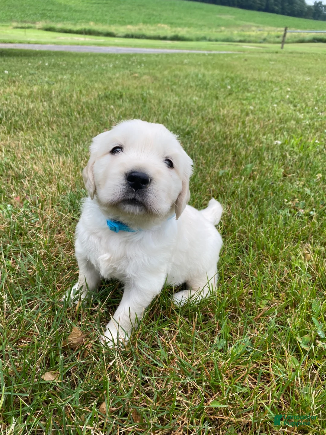 Golden Retriever dogs for sale: Huey - Ad 2