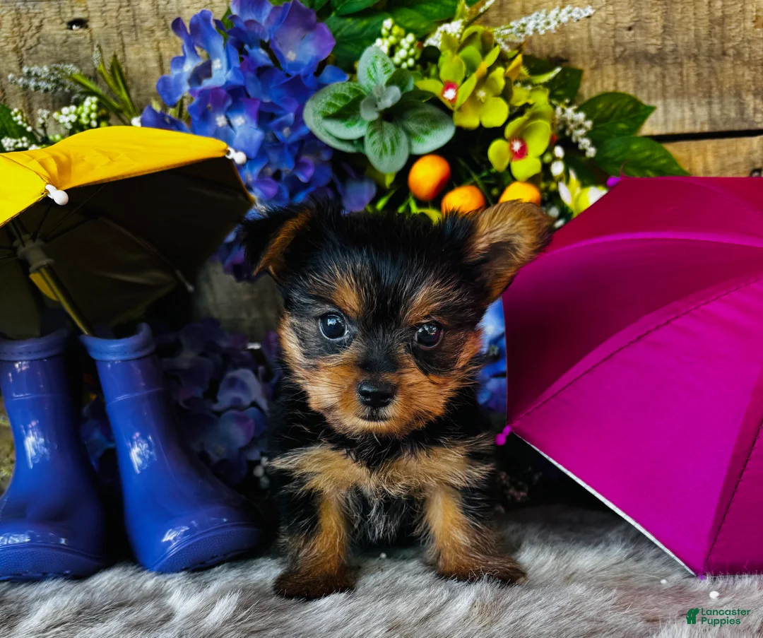 Yorkshire Terrier dogs for sale: GiGi - Ad 1