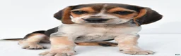 Beagle dogs for sale: Andy - Ad 3