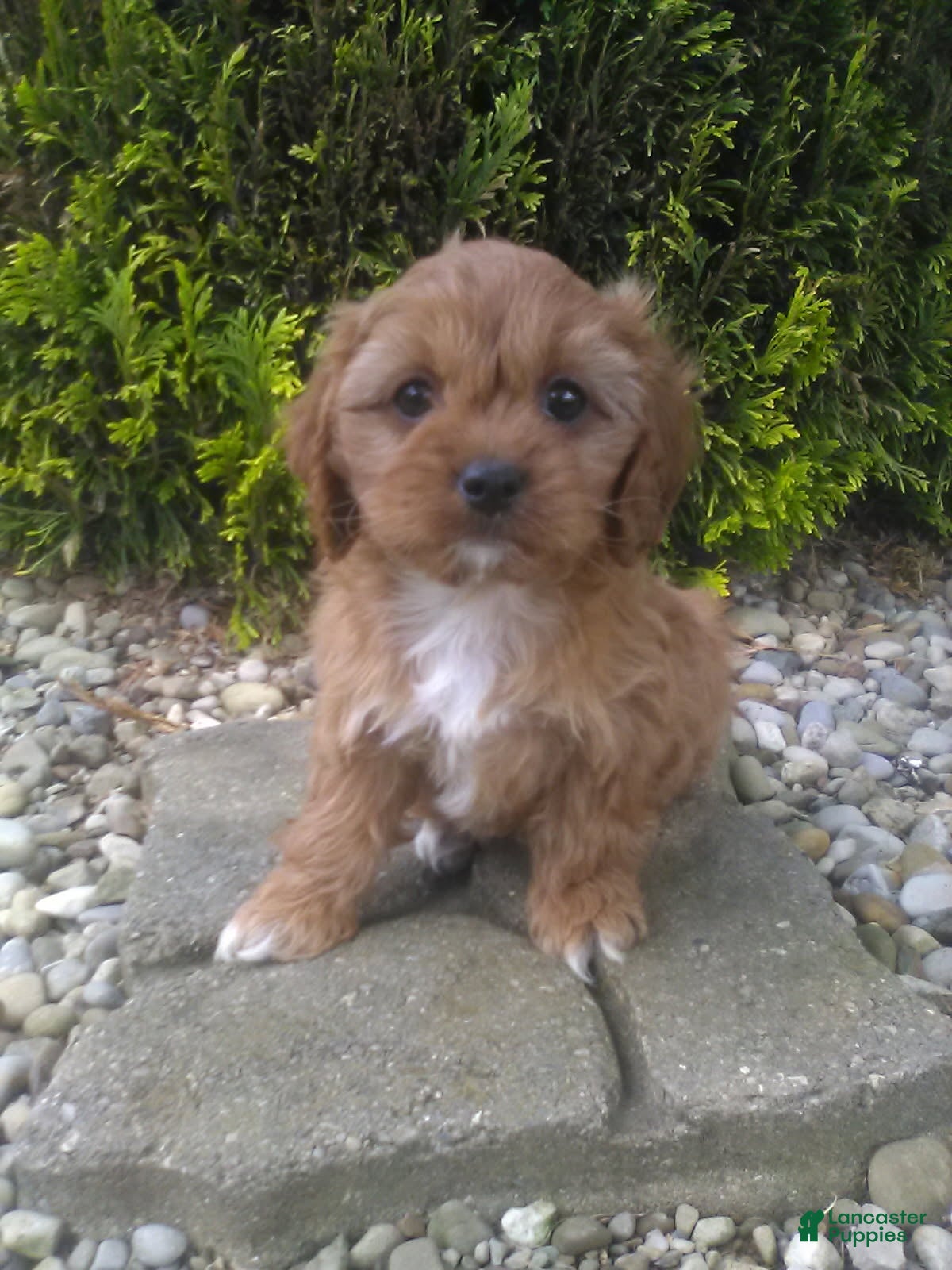 Cavapoo dogs Dolly - Ad 1
