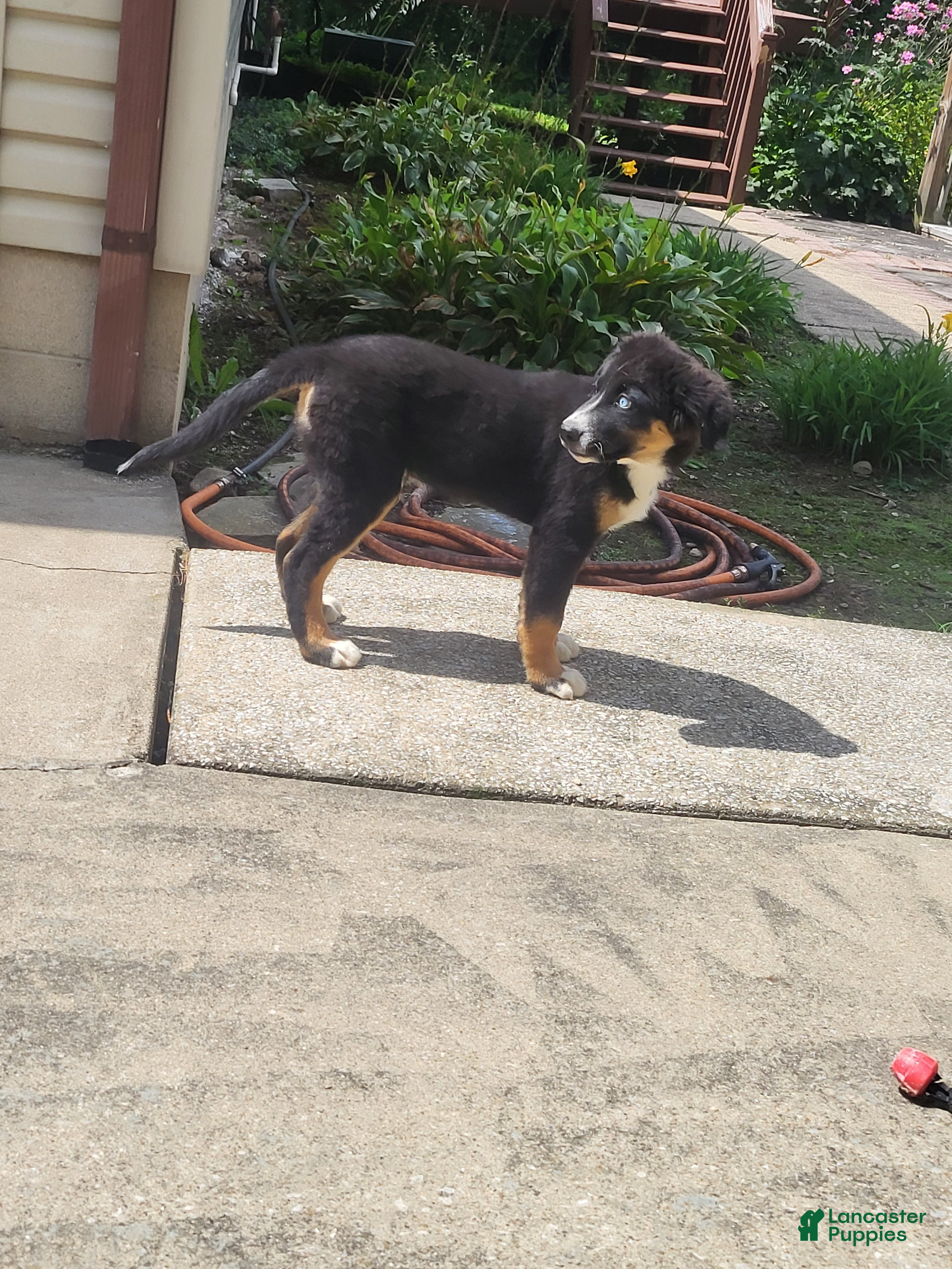 Mixed Breed dogs Teddy - Ad 2