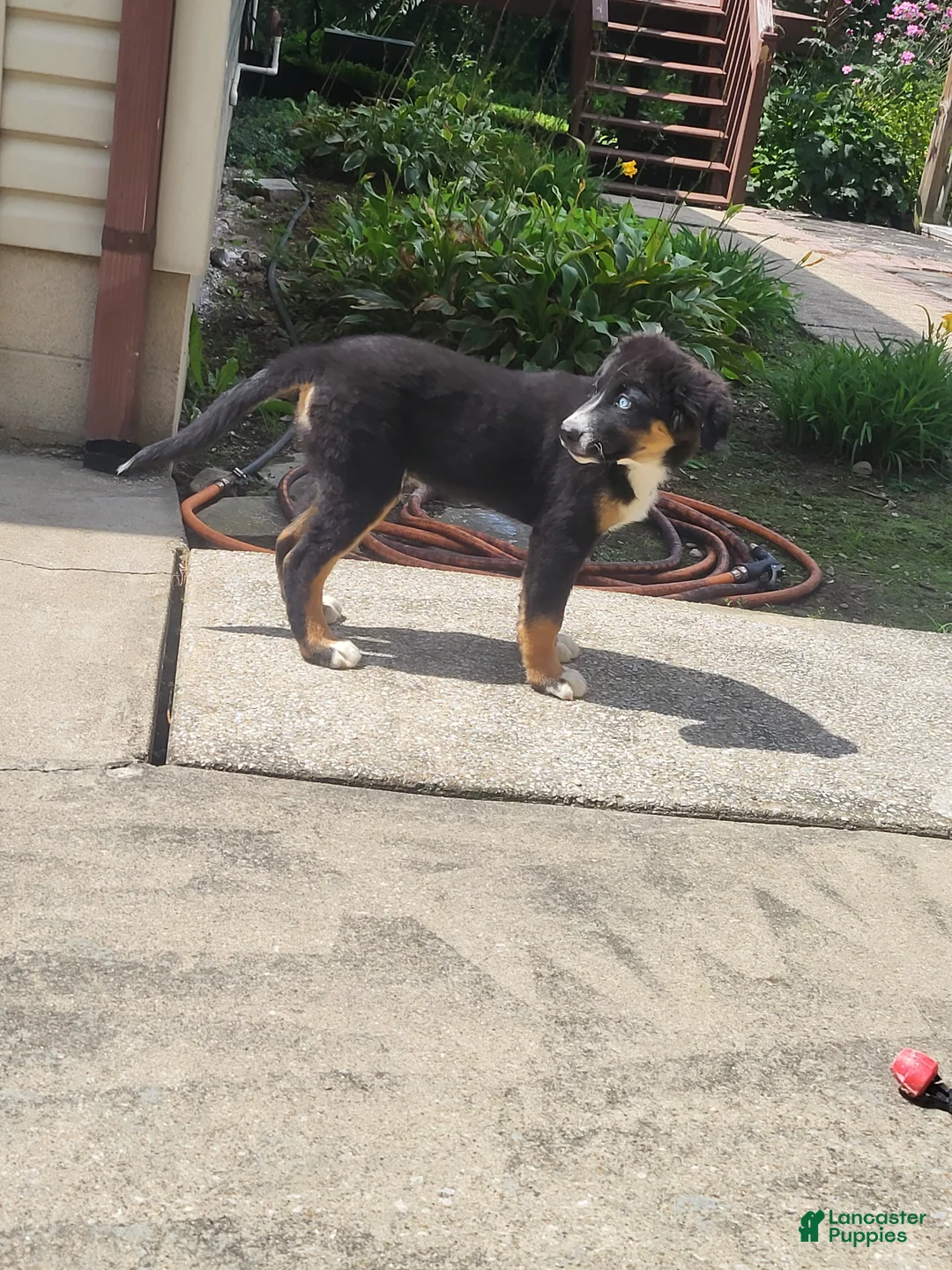 Mixed Breed dogs for sale: Teddy - Ad 2