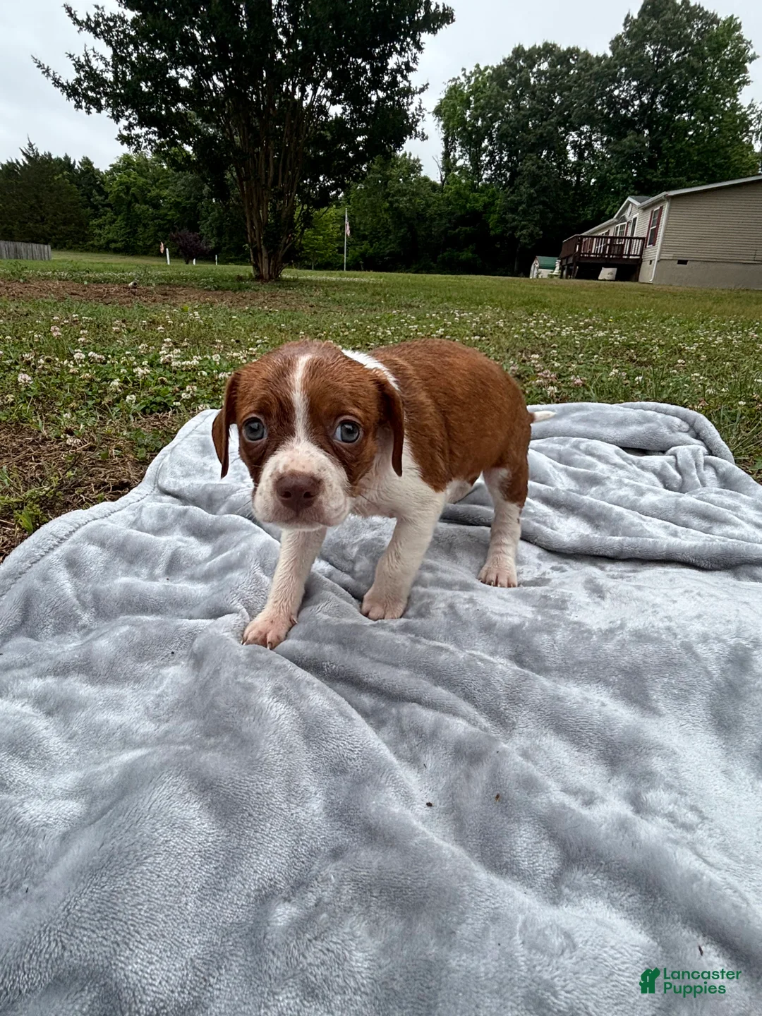 Mixed Breed dogs for sale: Delta - Ad 2