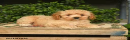 Cockapoo dogs for sale: Macho - Ad 2
