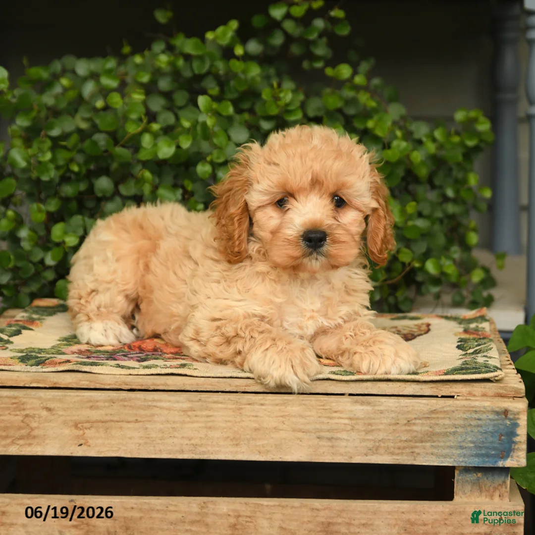 Cockapoo dogs for sale: Macho - Ad 2
