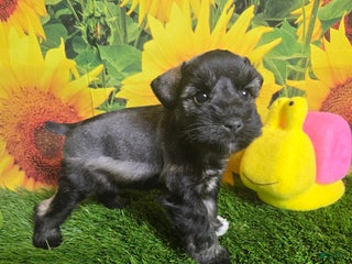 Miniature Schnauzer dogs - Ad 3