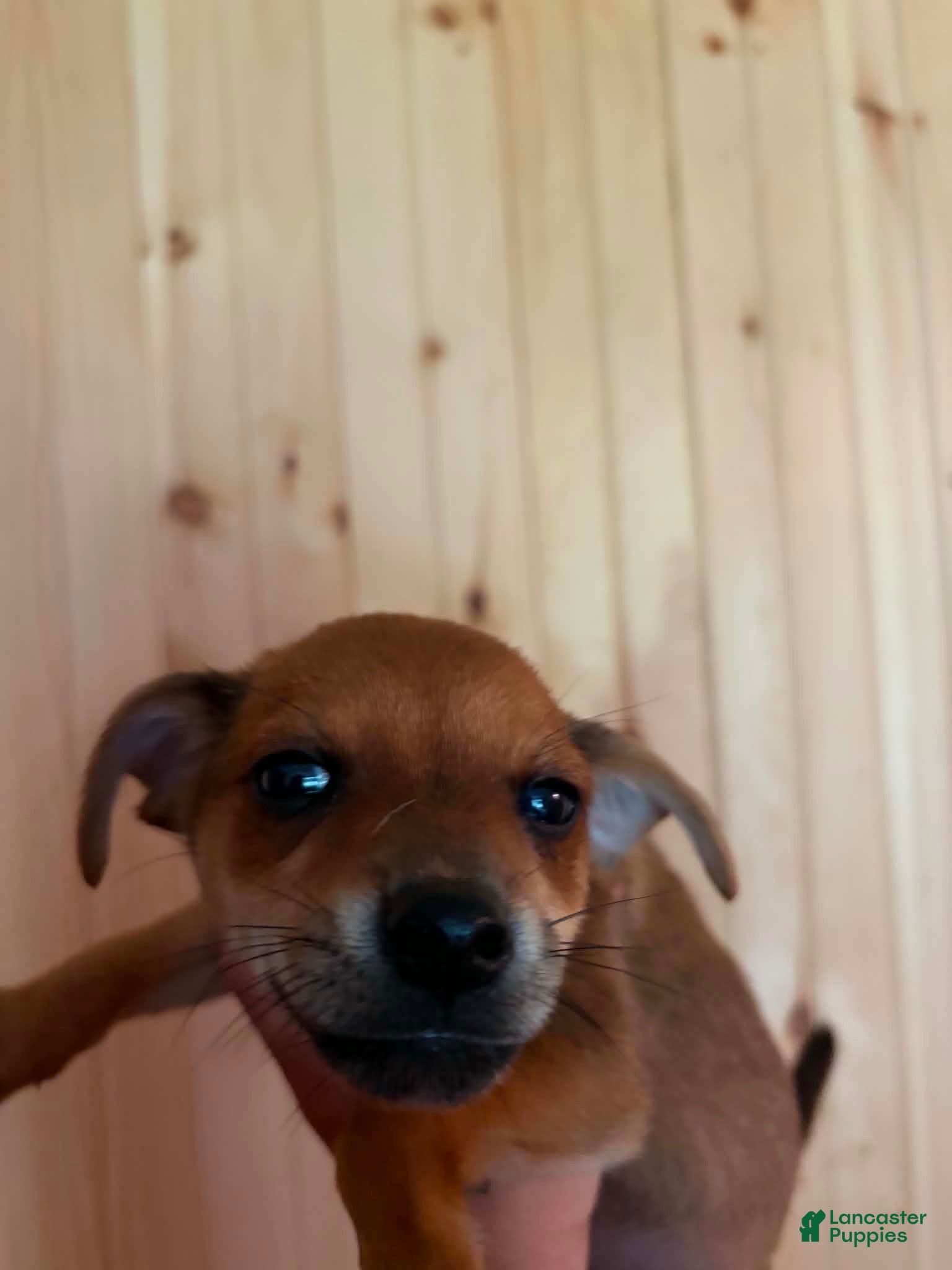 Mixed Breed dogs Mixed Breed 4 - Ad 9