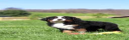 Bernese Mountain Dog dogs for sale: Florence - Ad 13