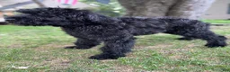 Giant Schnauzer dogs for sale: Mouse - Ad 5