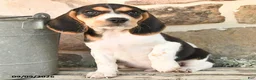 Beagle dogs for sale: Murphy - Ad 2