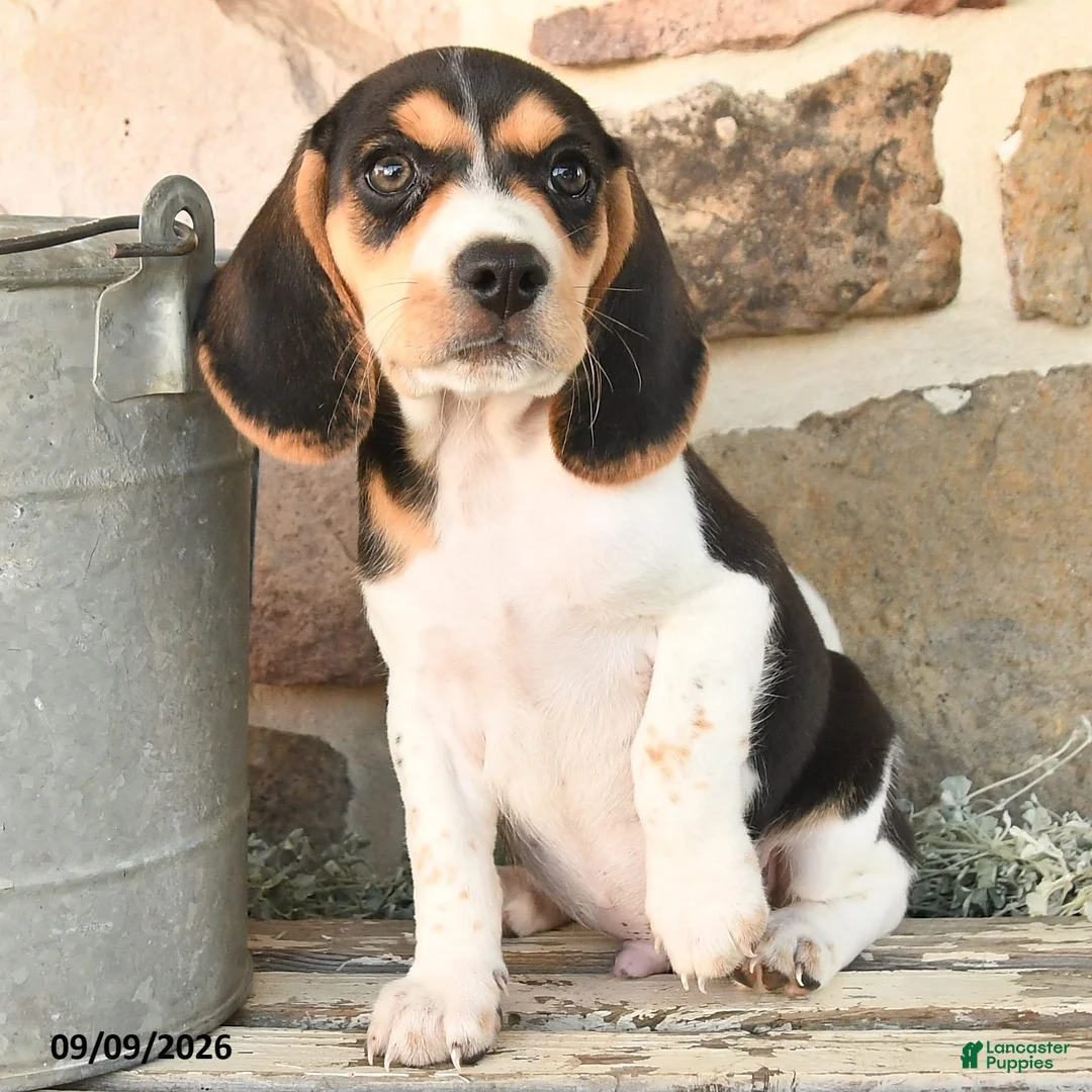 Beagle dogs for sale: Murphy - Ad 2