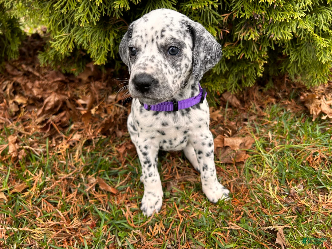 Mixed Breed dogs for sale: 🐊Croc Dalmatian/GSP - Ad 1