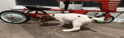 German Shorthaired Pointer dogs for sale: Ed - Ad 2