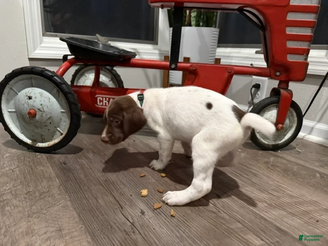 German Shorthaired Pointer dogs for sale: Ed - Ad 2