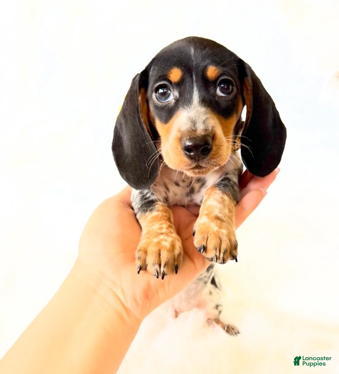 Miniature Dachshund dogs for sale: AKC Pepper - Ad 2